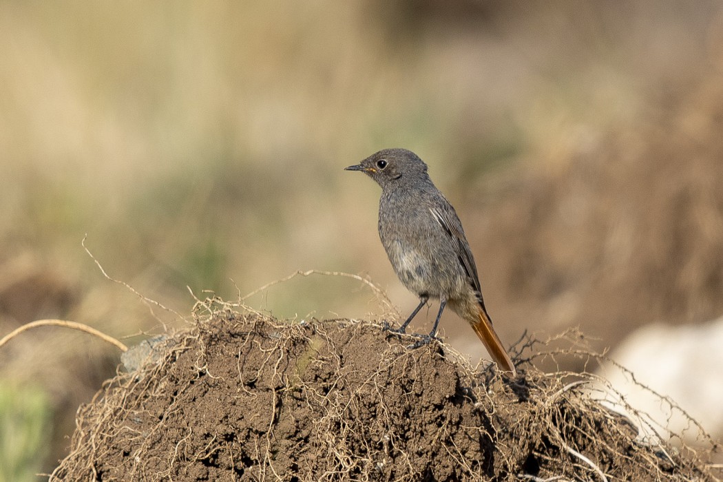 Black Redstart