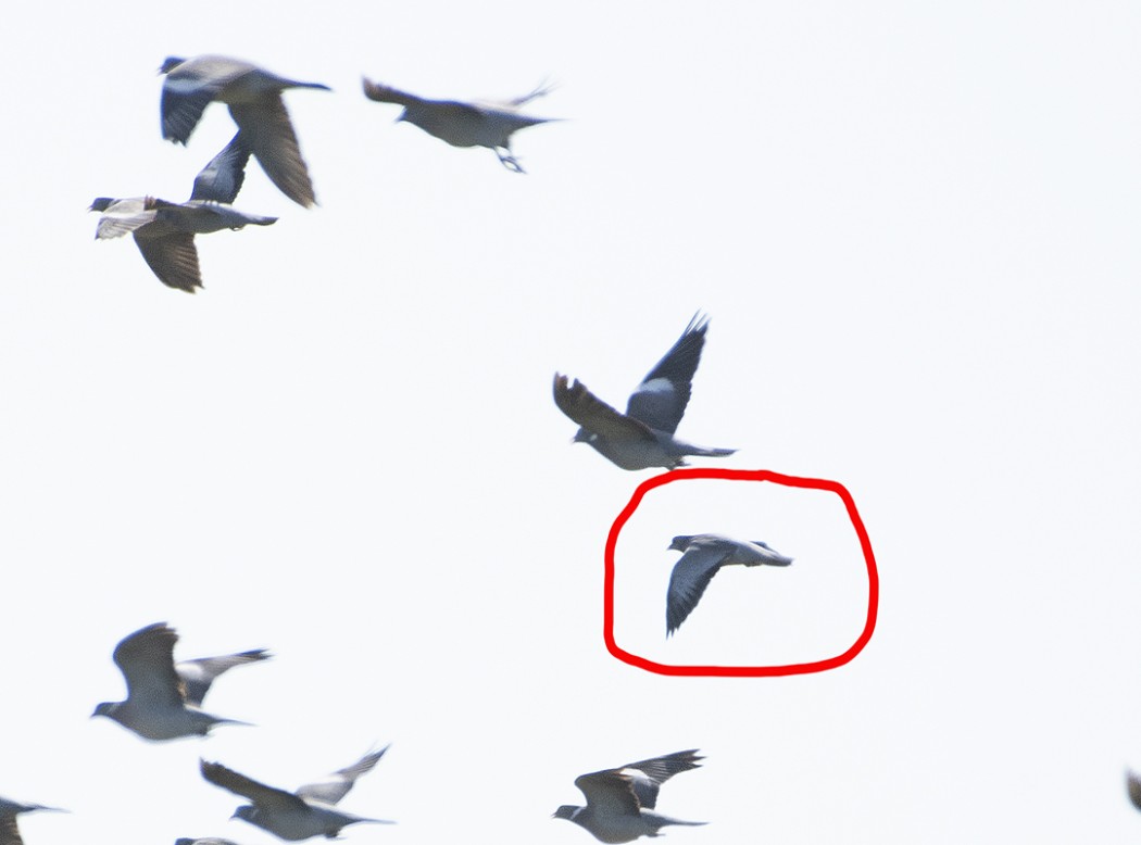 Stock Dove