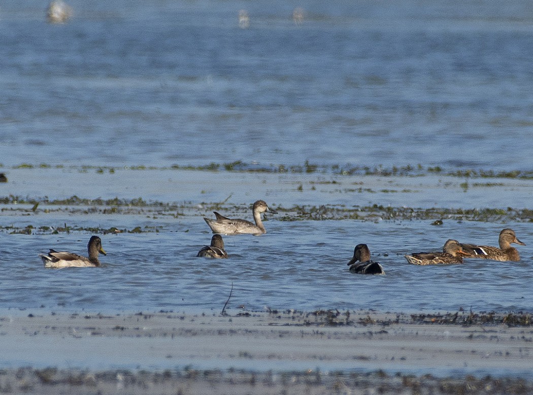 Northern Pintail