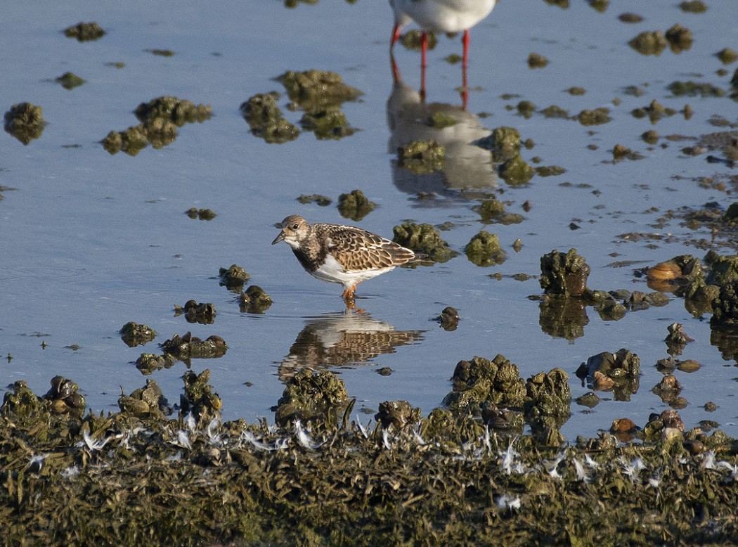 Ruddy Turnstone