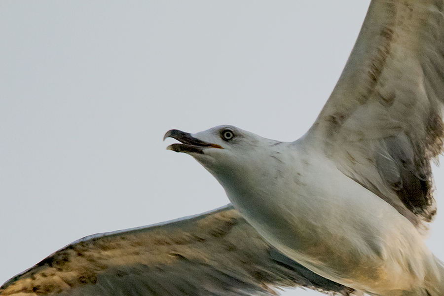 Yellow-legged Gull