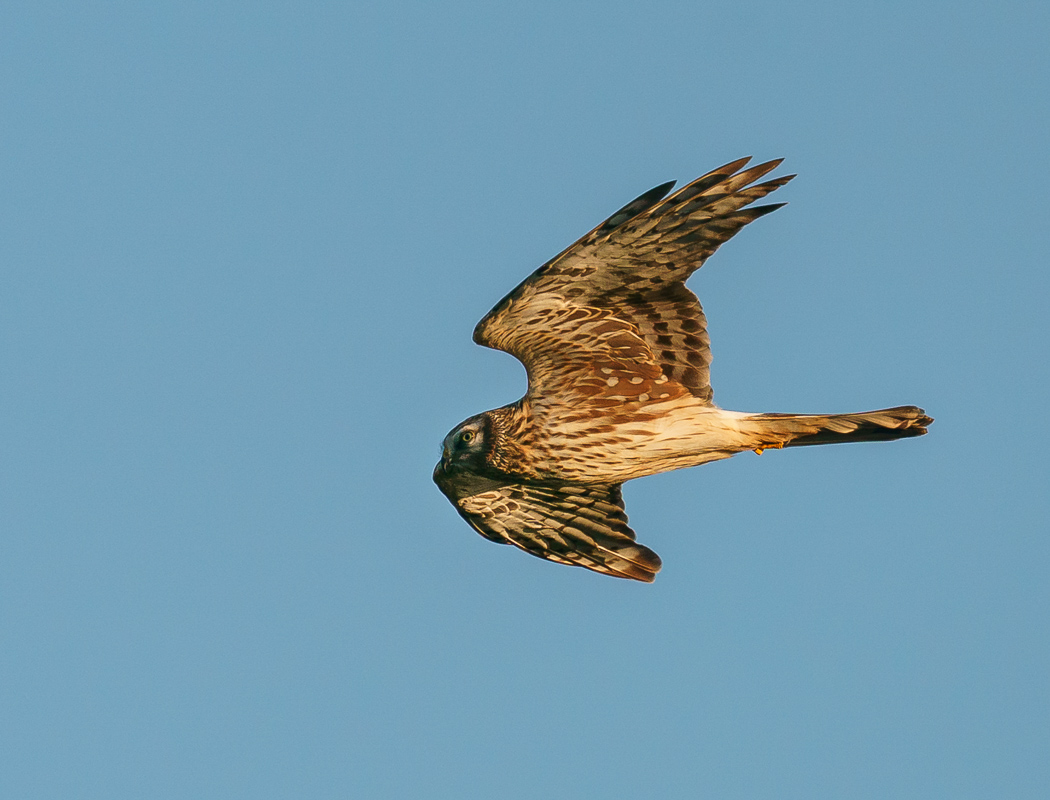 Hen Harrier