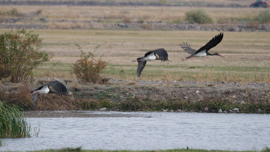 Black Stork