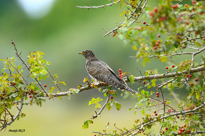 Common Cuckoo