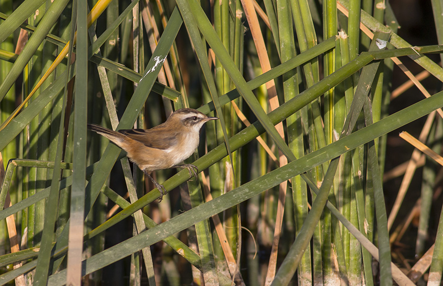 Moustached Warbler