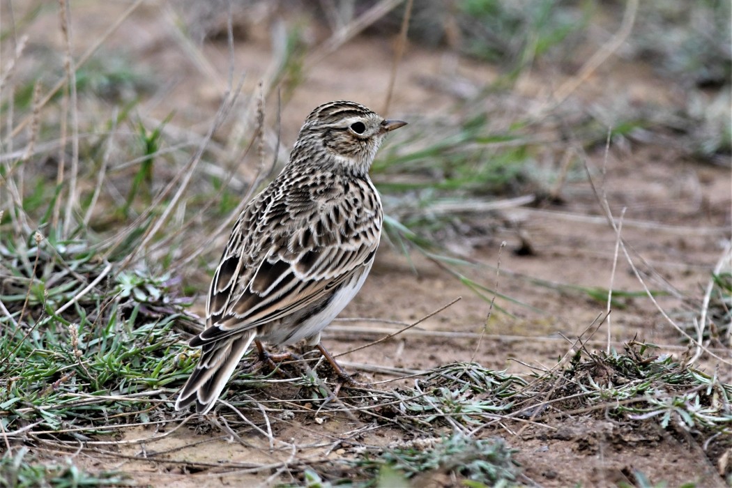 Eurasian Skylark