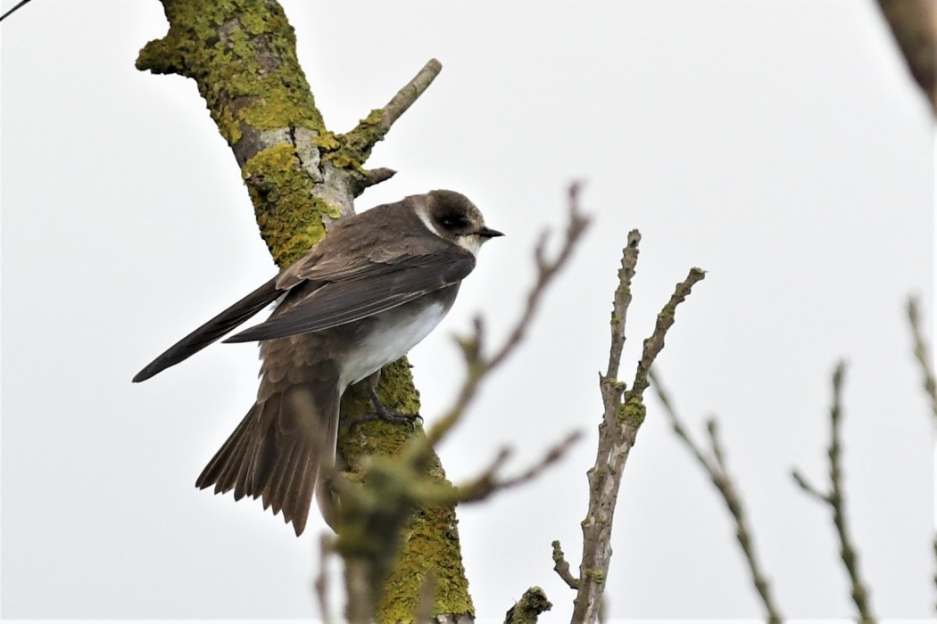 Sand Martin