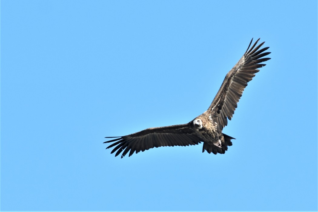 Cinereous Vulture