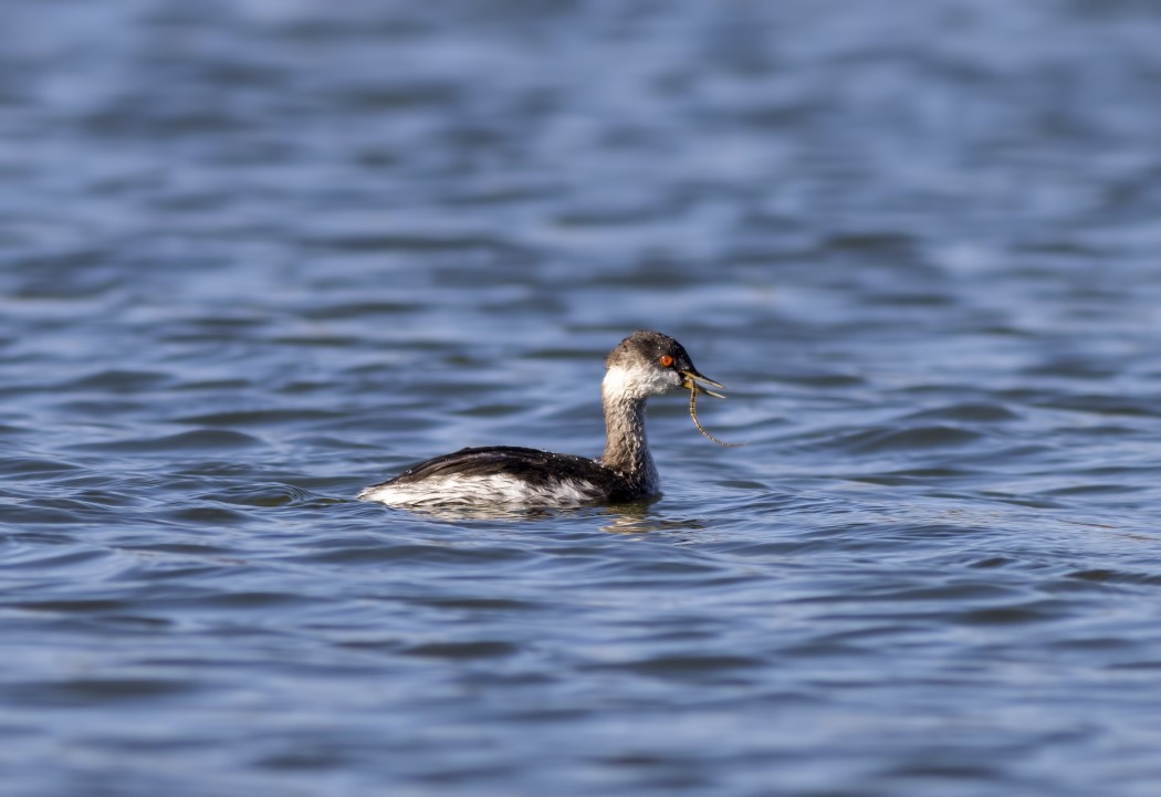 Black-necked Grebe