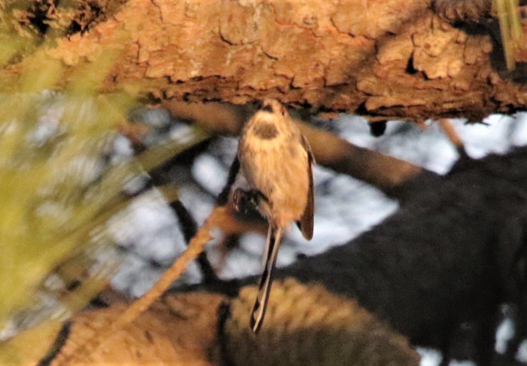 Long-tailed Tit