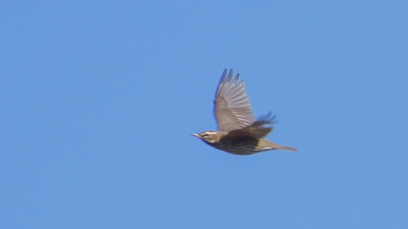 Redwing