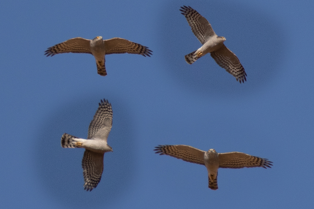 Eurasian Goshawk
