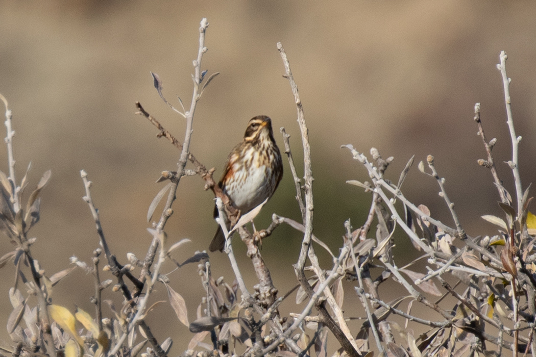 Redwing