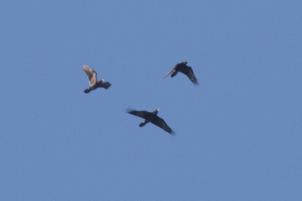 Northern Raven
