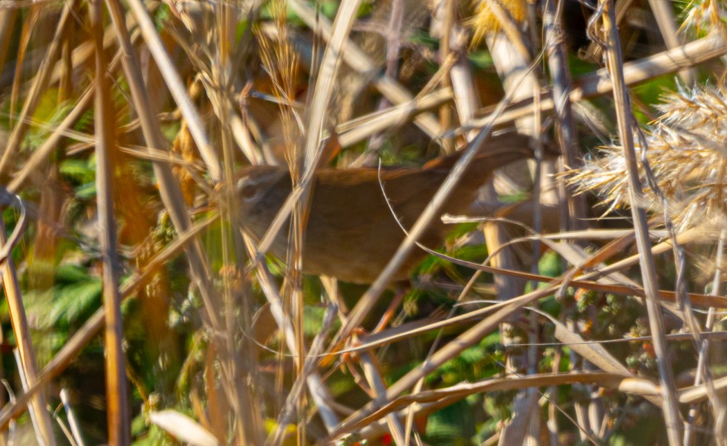 Cetti`s Warbler