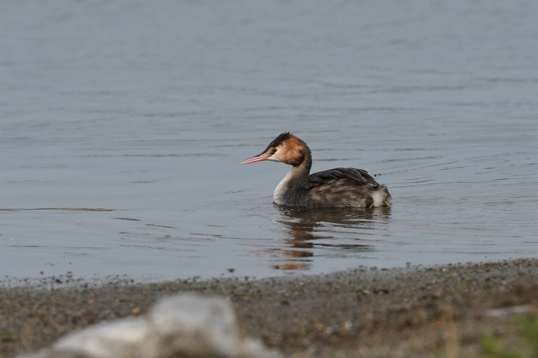 Great Crested Grebe