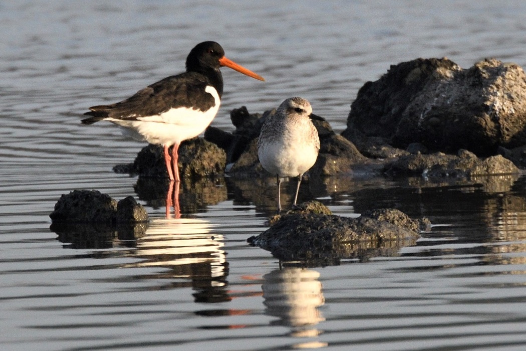 Eurasian Oystercatcher