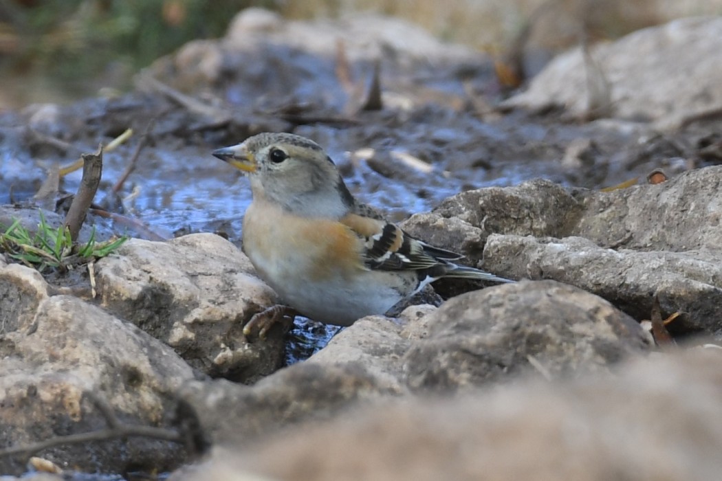Brambling