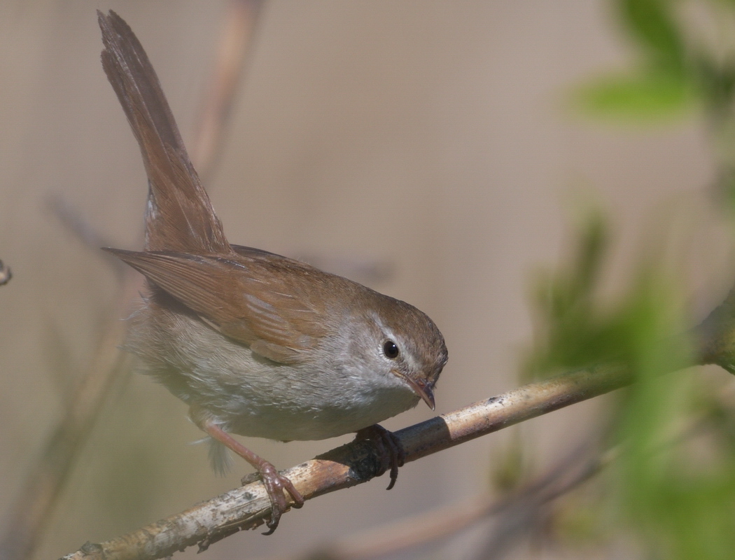 Cetti`s Warbler
