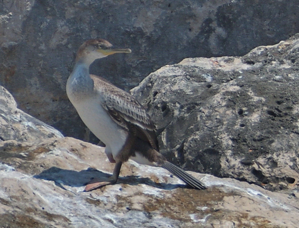 European Shag