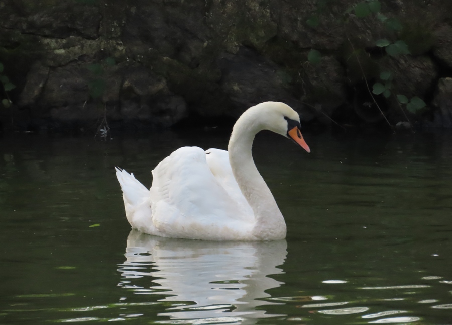 Mute Swan