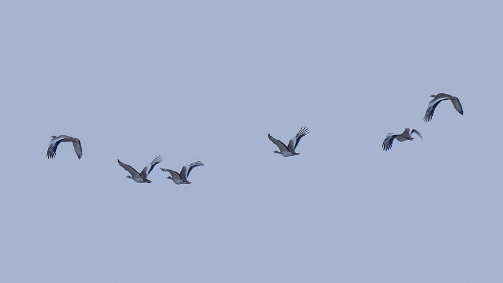 Great Bustard