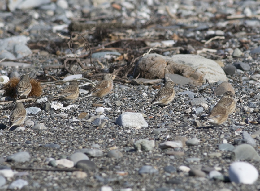 Common Linnet