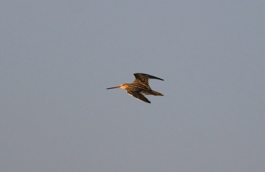 Common Snipe