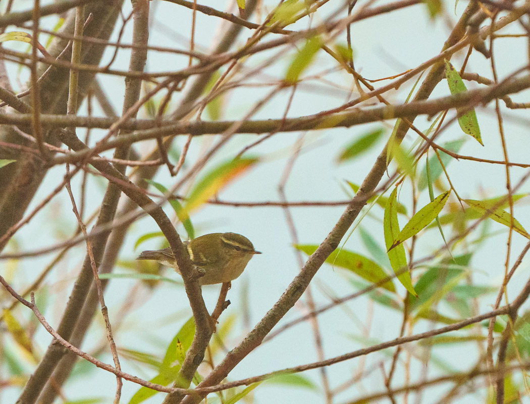 Yellow-browed Warbler