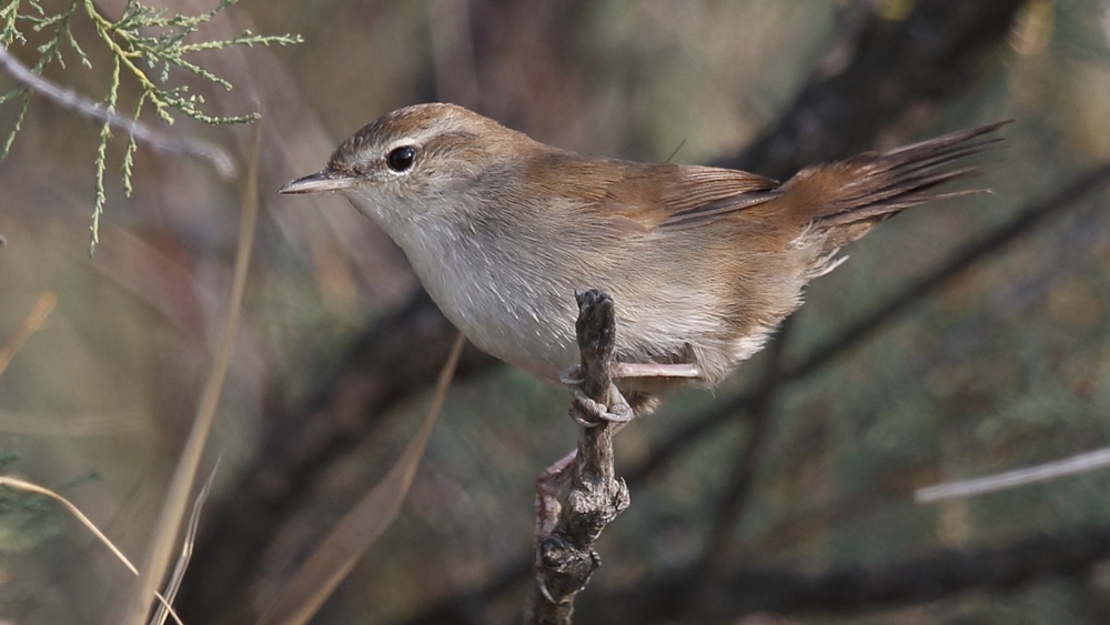 Cetti`s Warbler