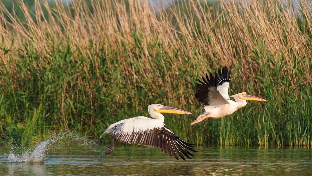 Great White Pelican