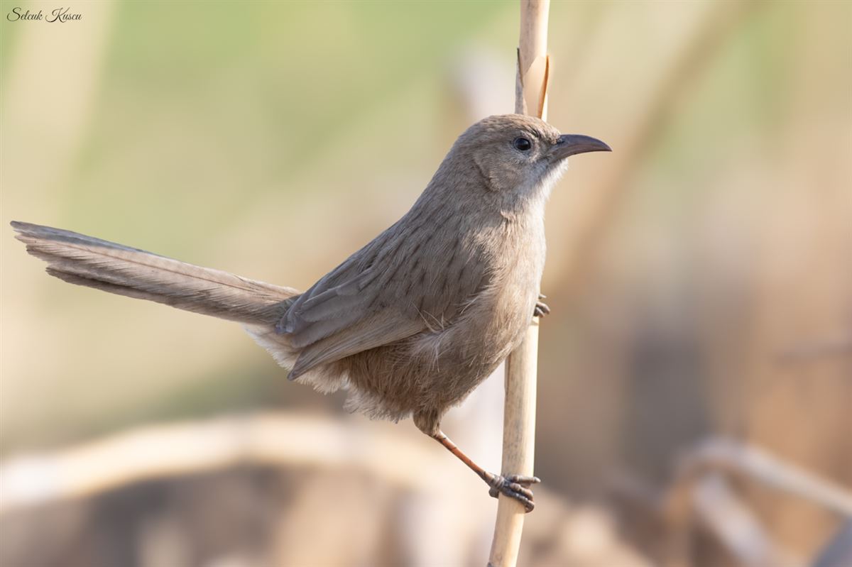 Iraq Babbler
