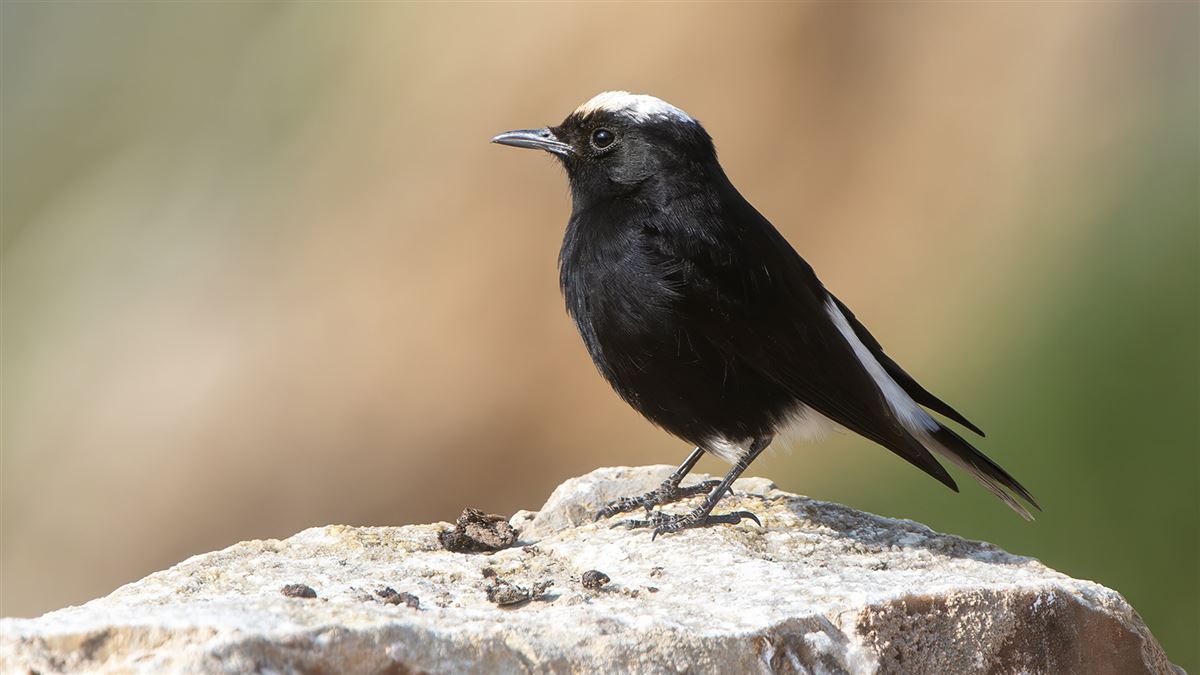 White-crowned Wheatear
