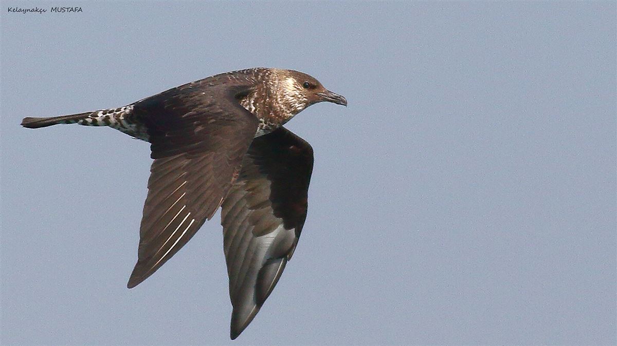 Pomarine Jaeger