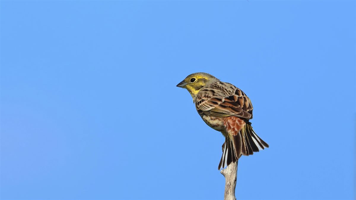 Yellowhammer