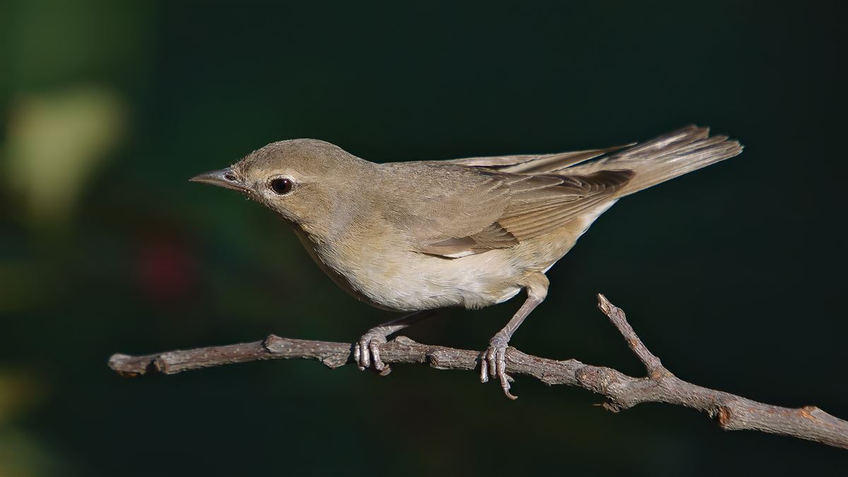 Garden Warbler