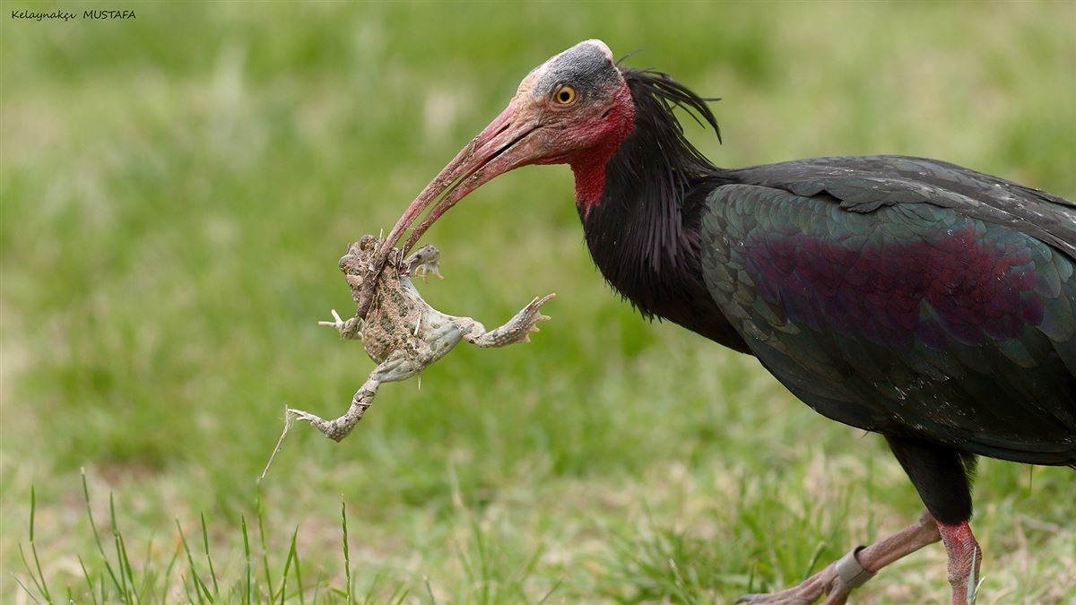 Northern Bald Ibis