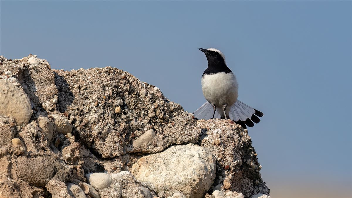 Finsch`s Wheatear