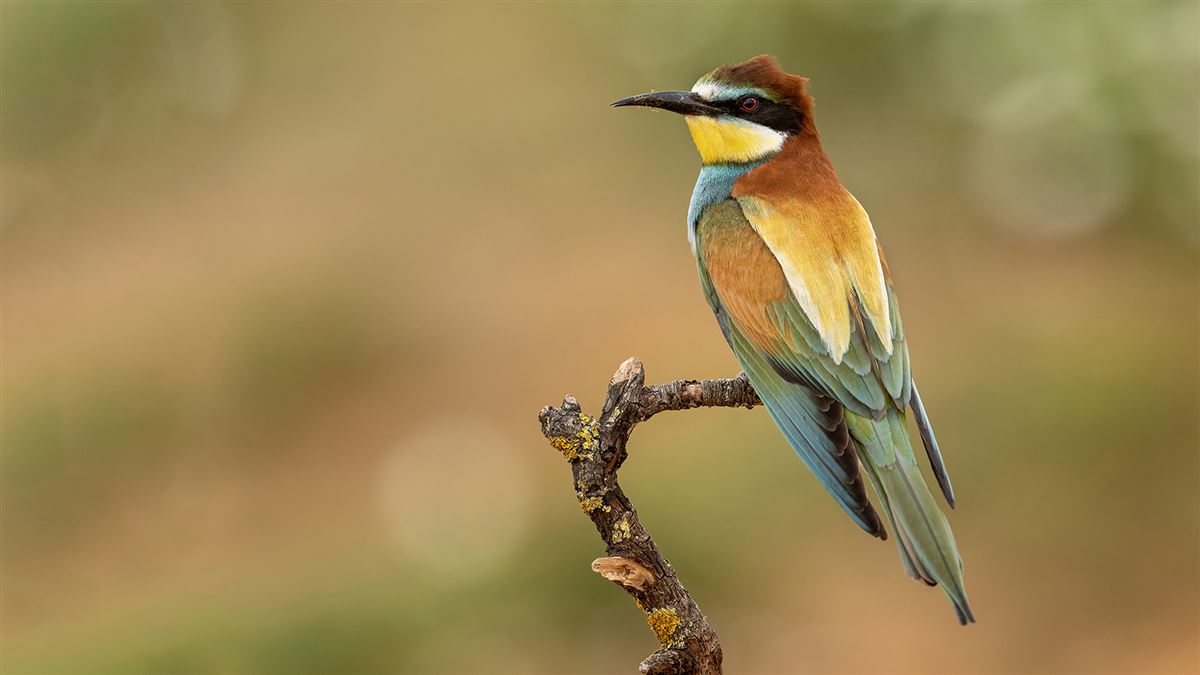 European Bee-eater