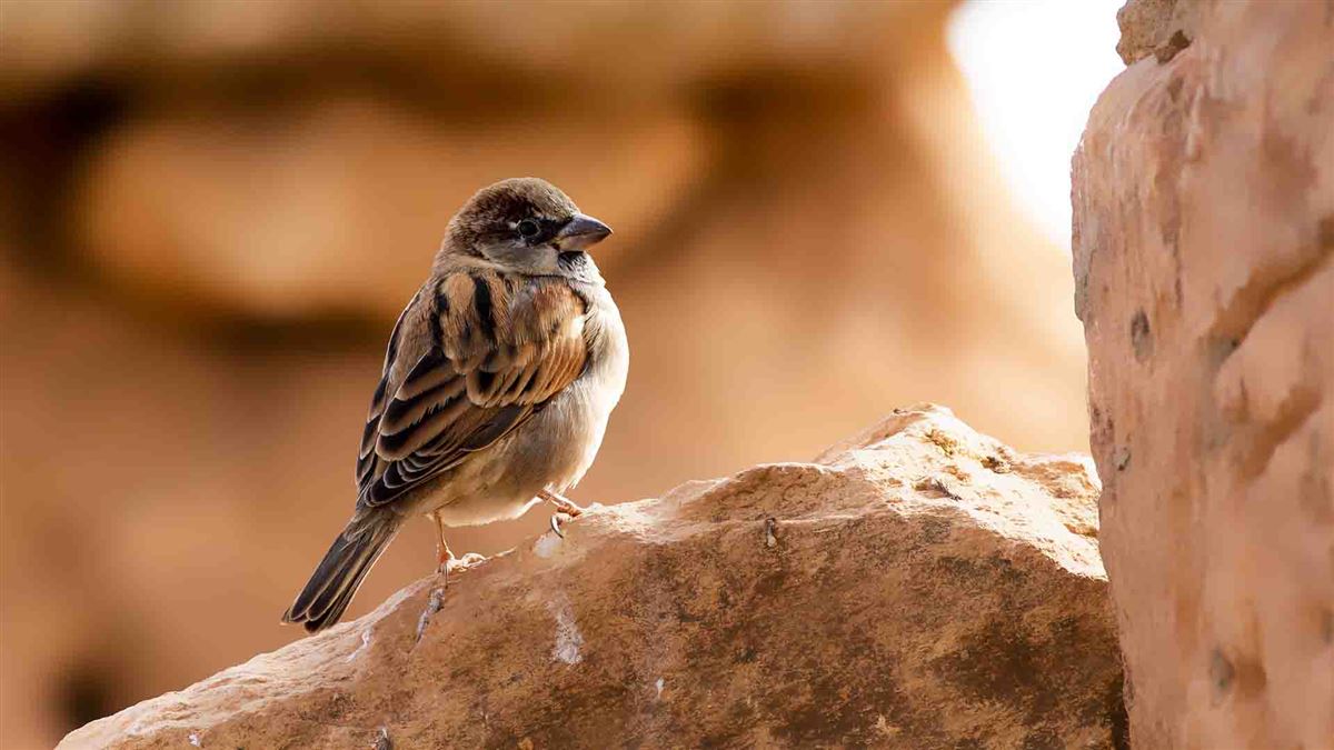 House Sparrow