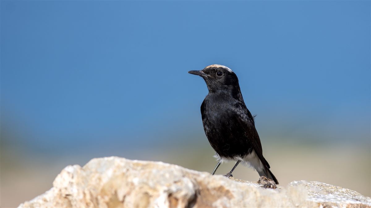 White-crowned Wheatear
