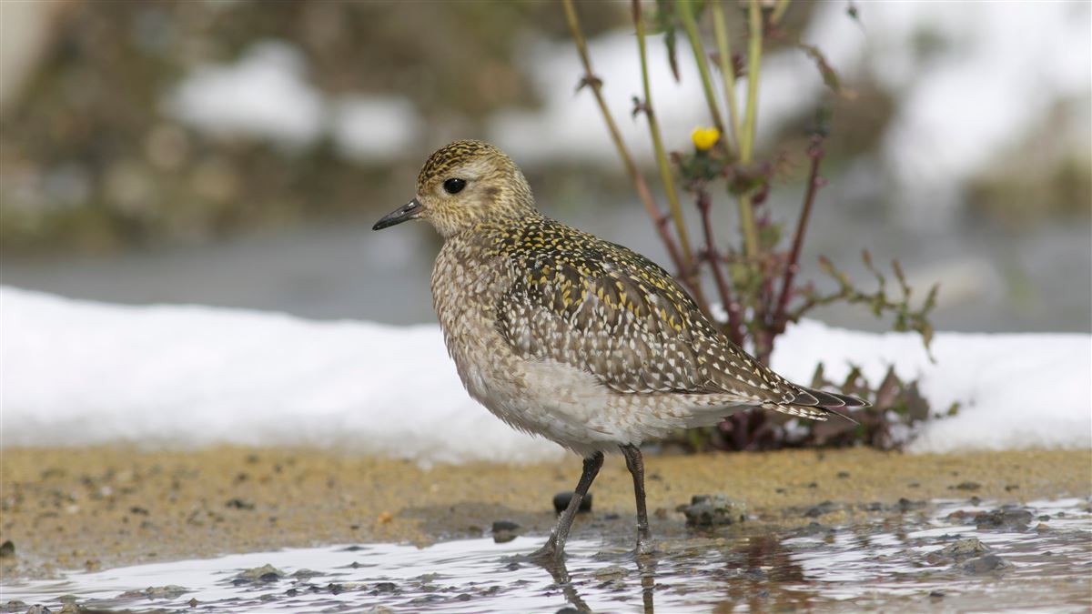 European Golden Plover