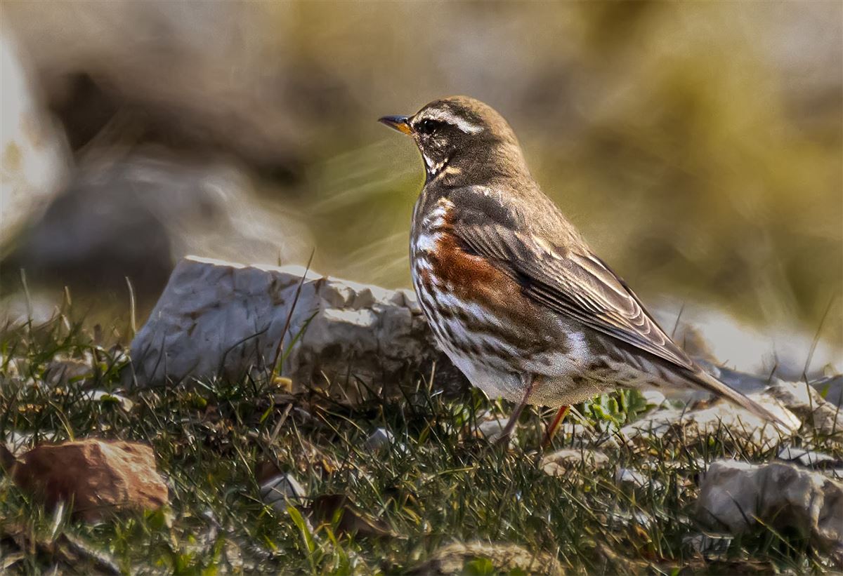 Redwing