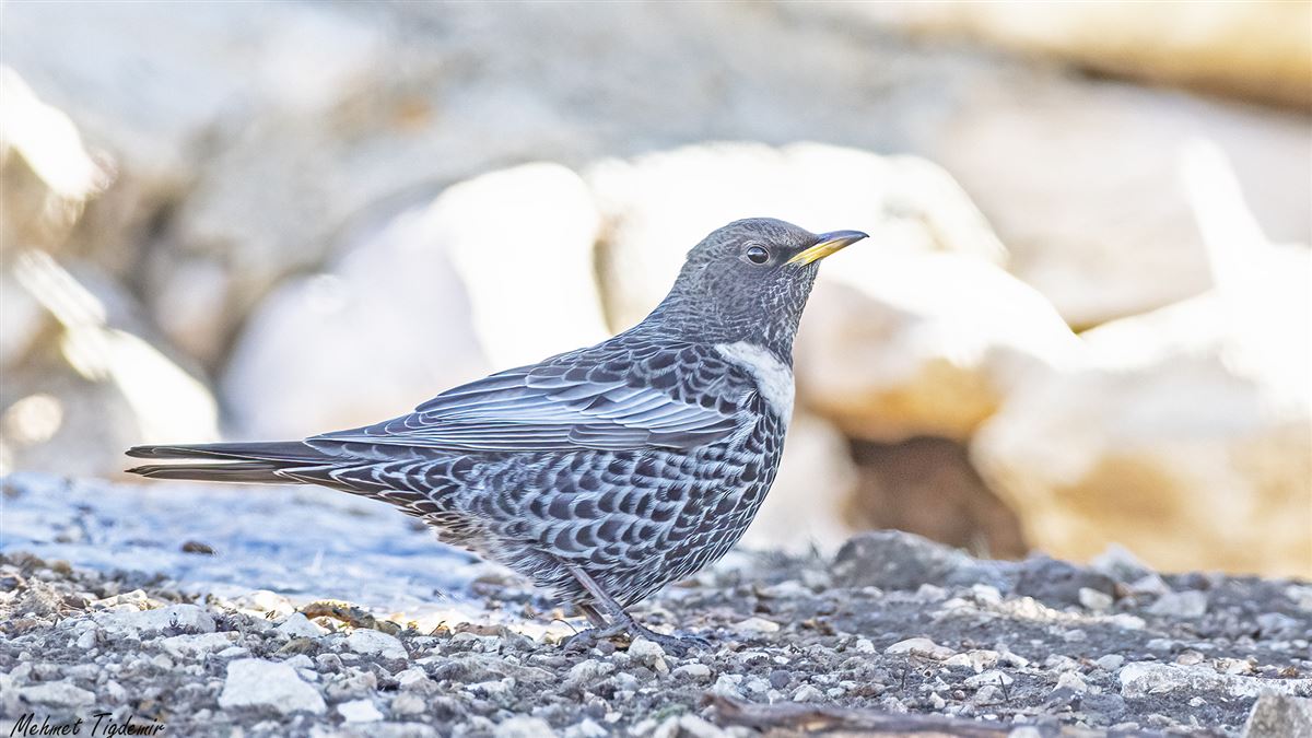 Ring Ouzel