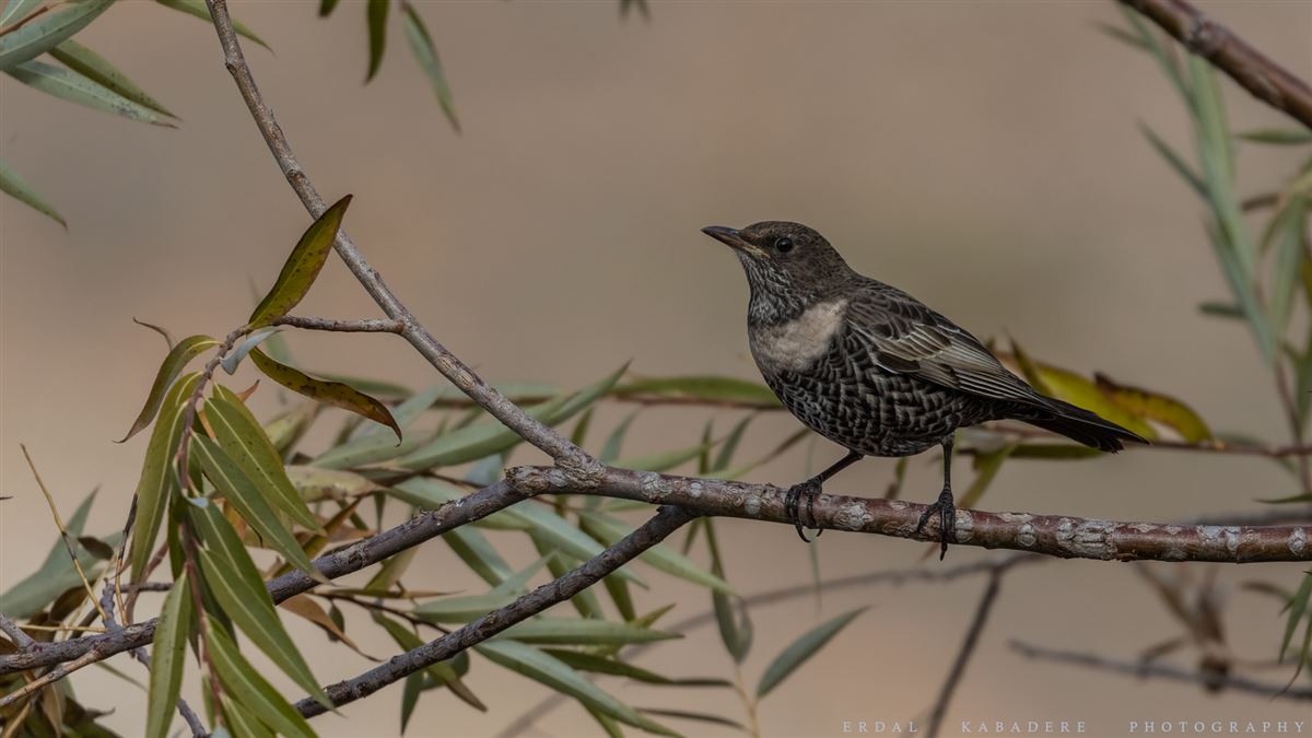 Ring Ouzel