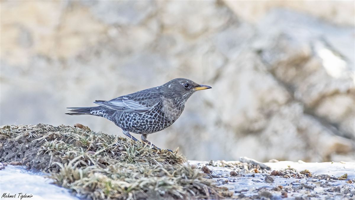 Ring Ouzel