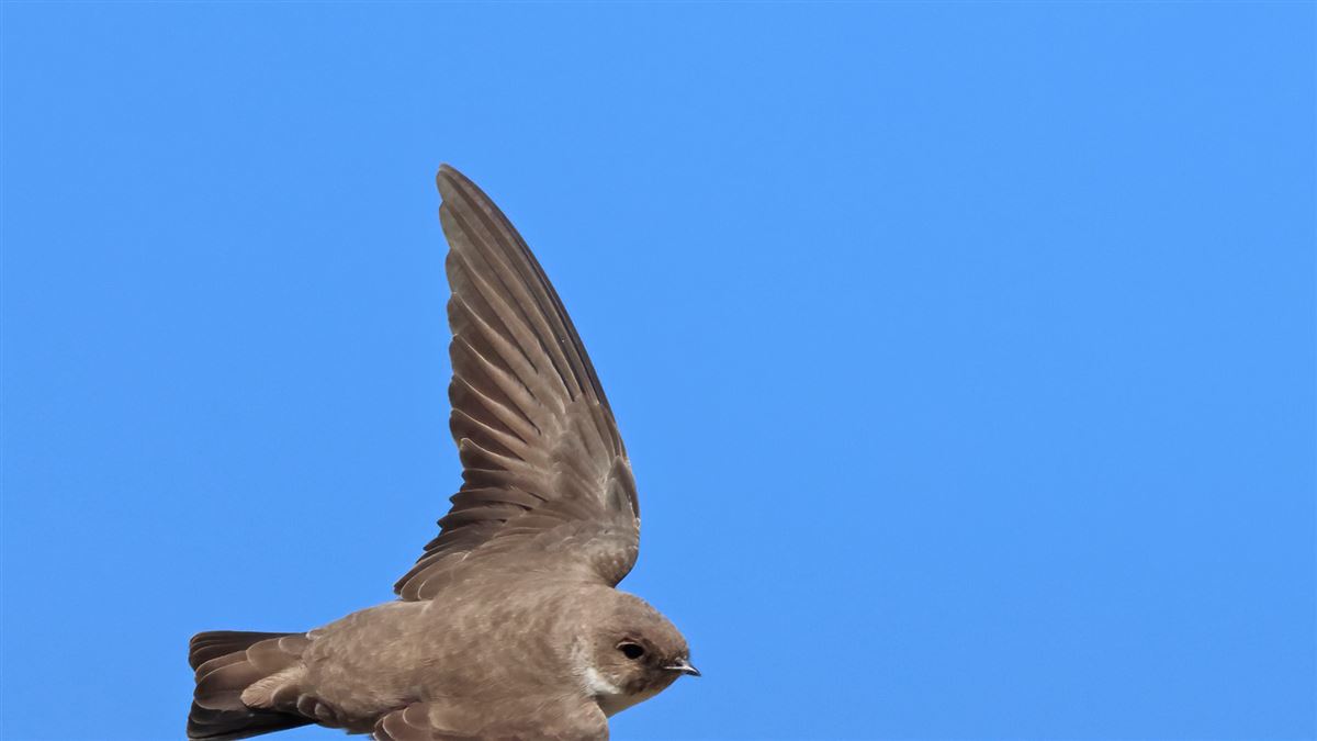 Eurasian Crag Martin