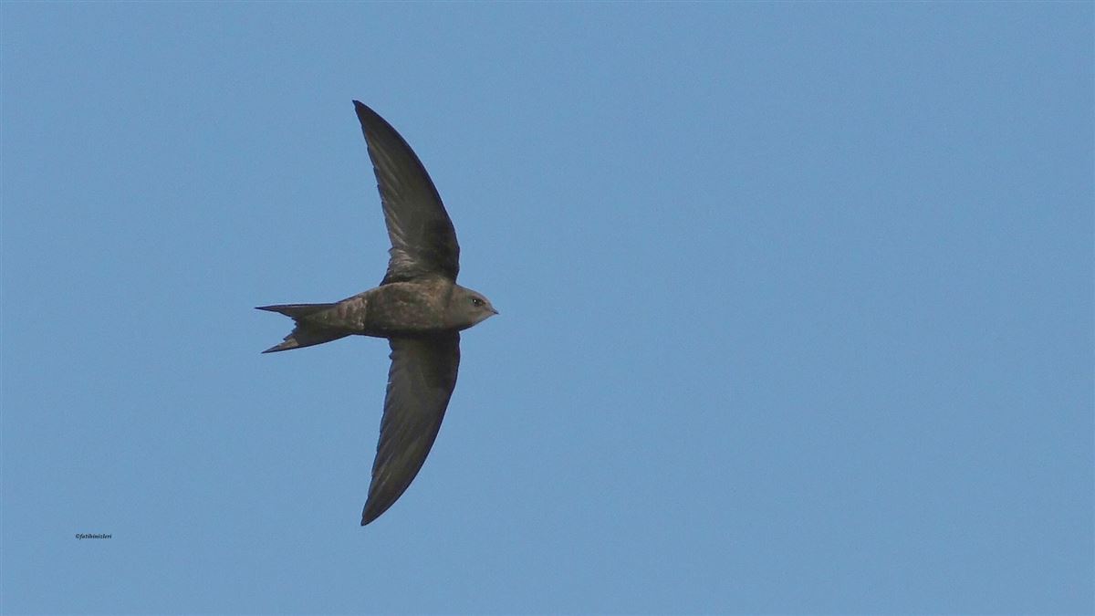 Common Swift