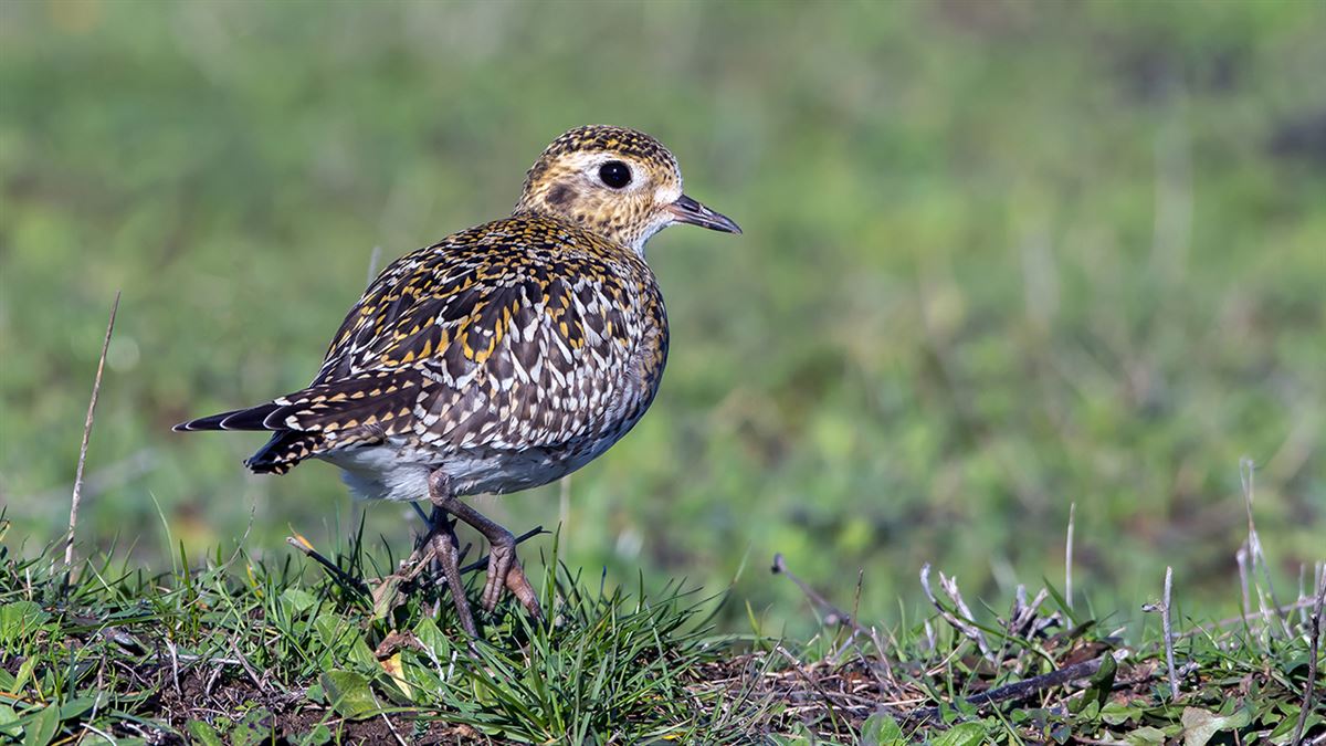 European Golden Plover