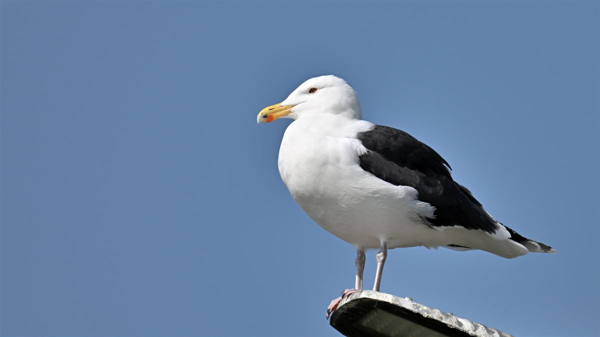 Great Black-backed Gull